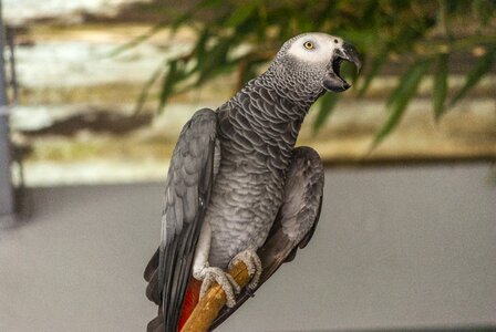 Parrot gray of gabon zoo