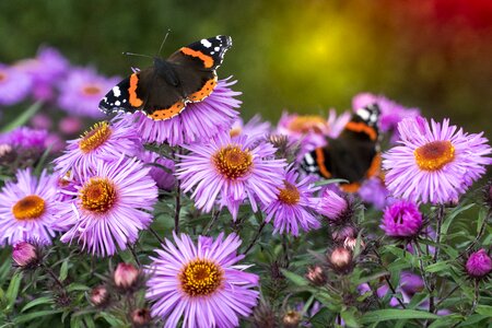 Flora garden butterfly