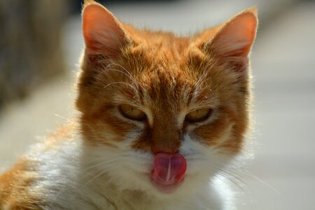 Cat tabby gold photo