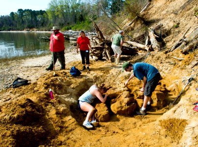 Volunteers excavate a whale fossil
