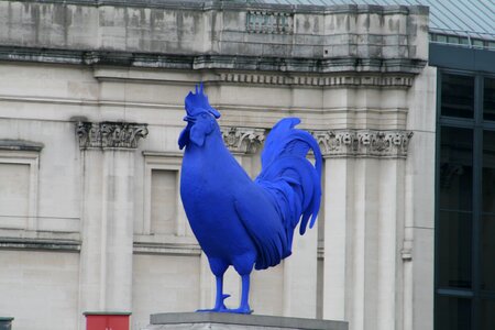 Cock london blue
