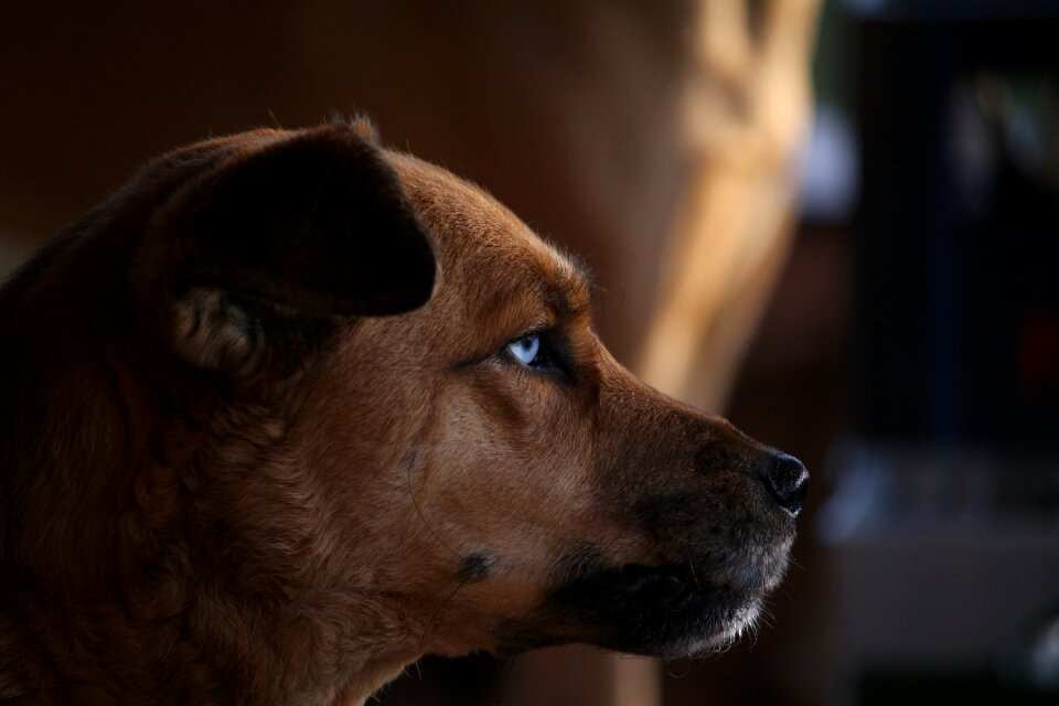Pet expectant snout