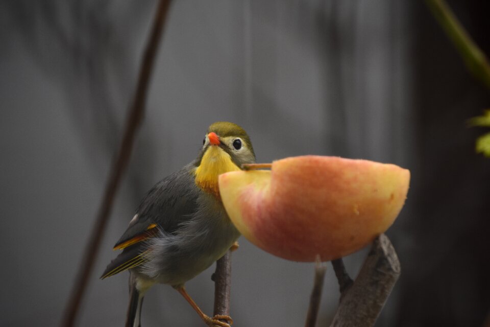 Close-up parrot eat photo