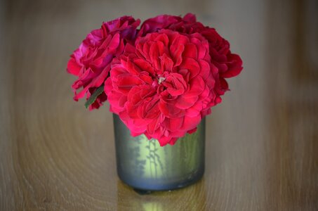 Roses vase flowers photo
