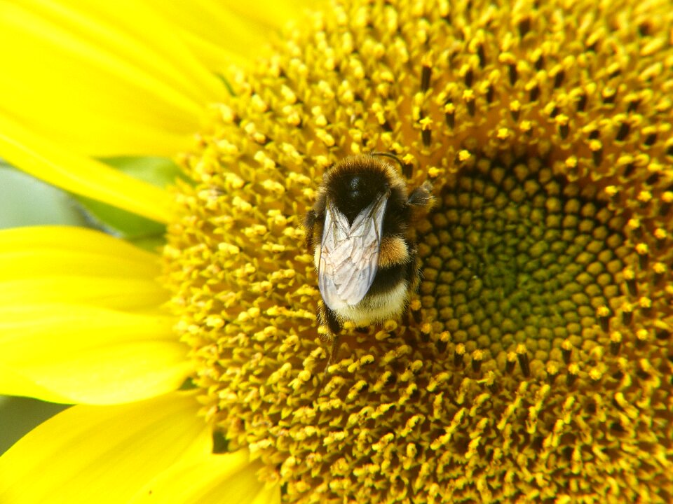 Plant summer flower