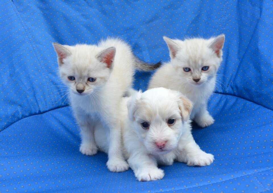 Dog cat tenderness complicity