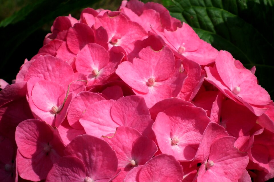 Plant nature garden