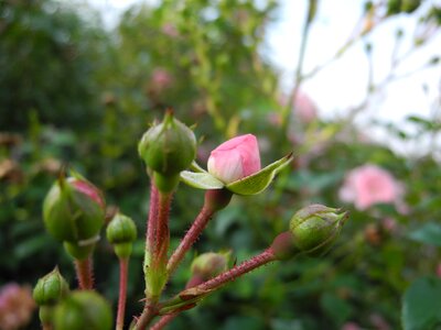 Buds rosebush flowering photo
