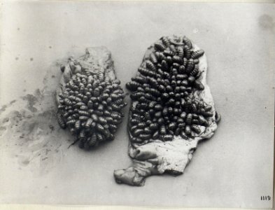 Von Maden befallenes Fleisch (BildID 15684752)