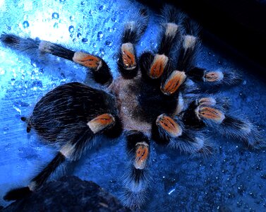 Hairy redknee mexican red knee poisonous photo