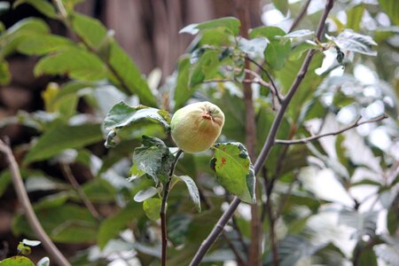 Green nature bio