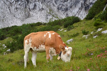 Pasture cows ruminant photo