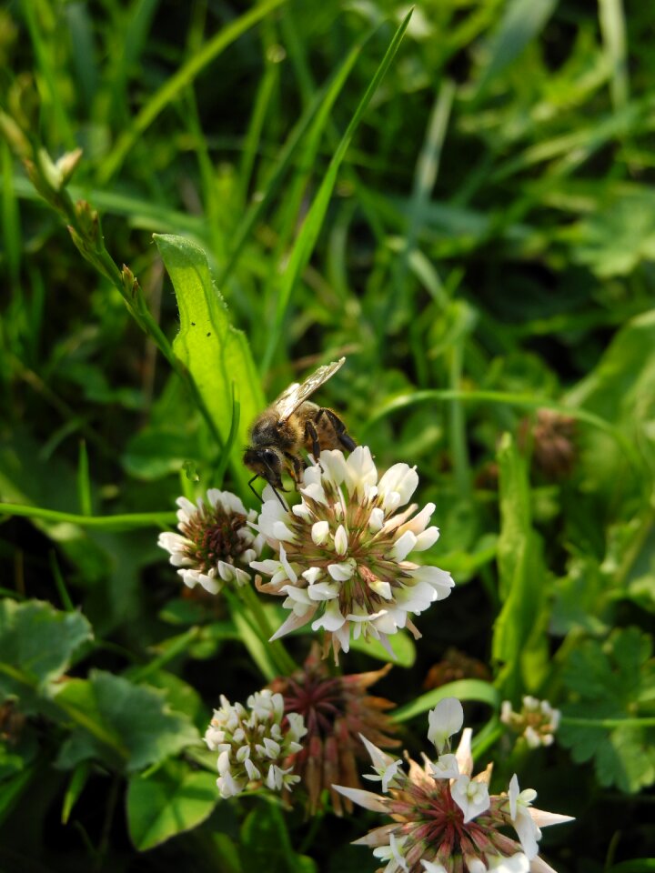 Insect macro nature