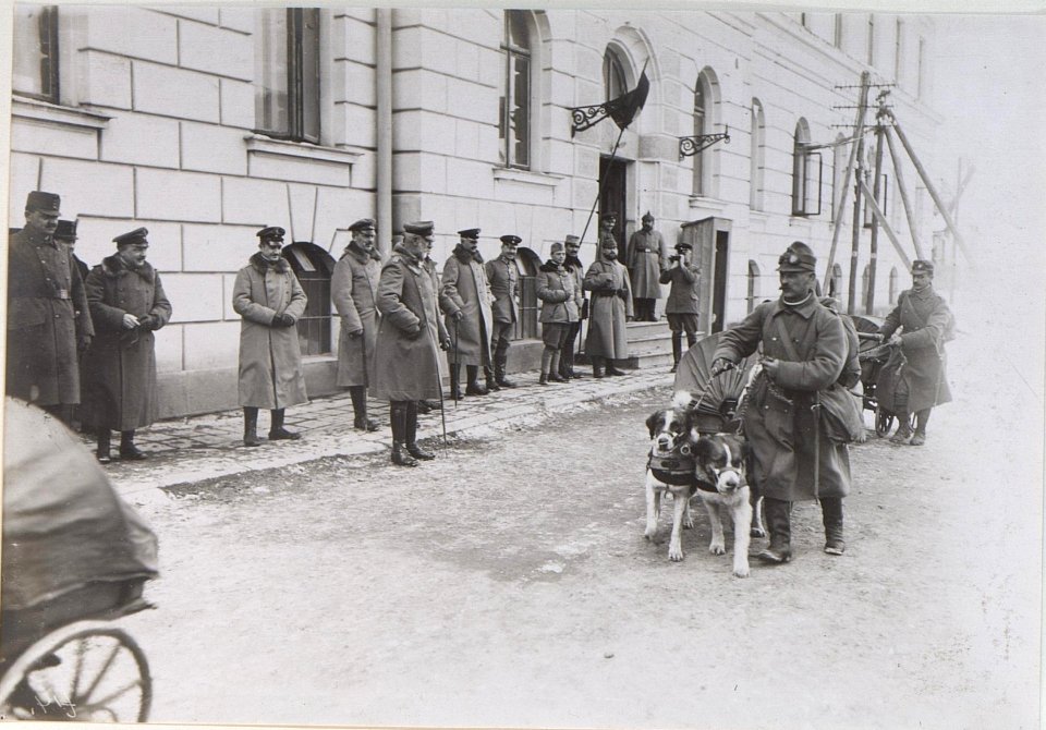 Vorbeimarsch eines Hundezuges in Brzezany (BildID 15438068)