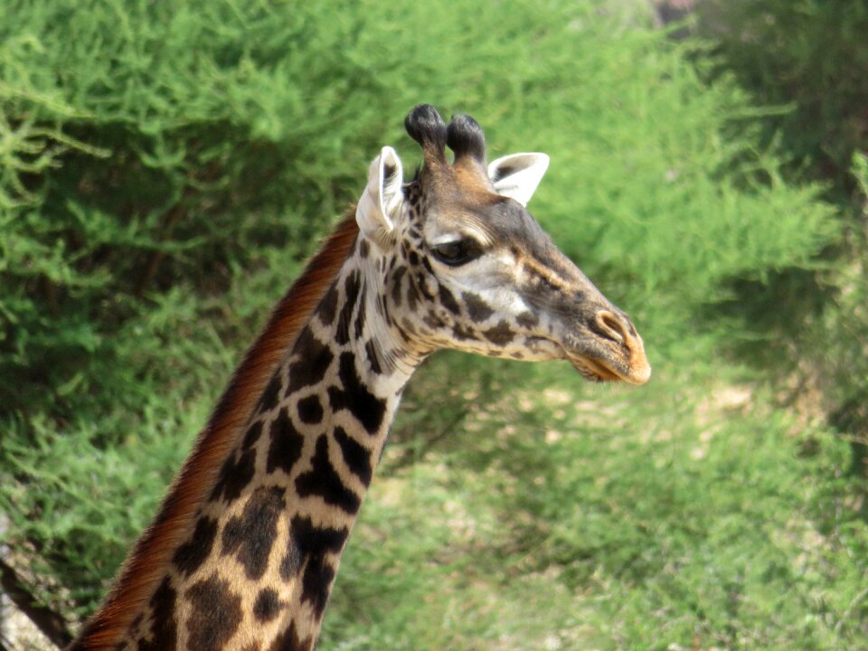 Animals nature giraffe