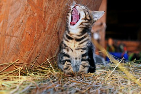 Young cat pet yawn