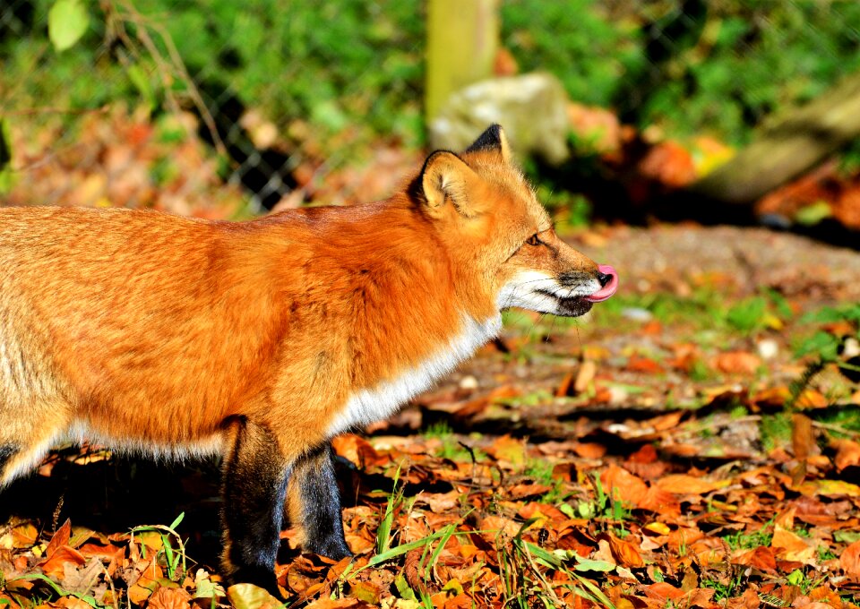 Reddish fur fur wild animal