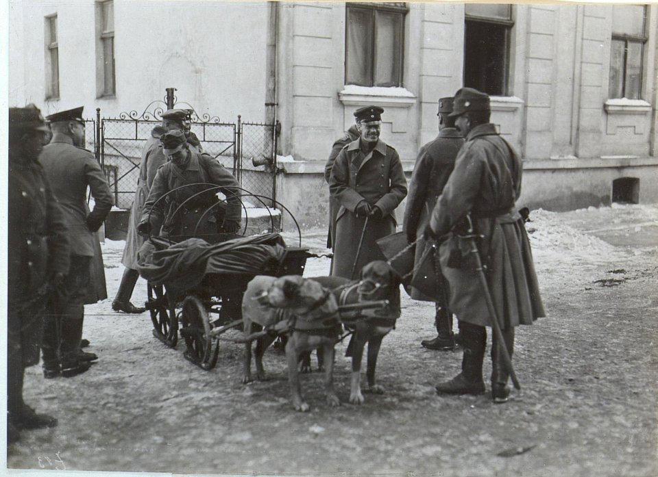 Vorführung eines Hundezuges in Brzezany (BildID 15438061)