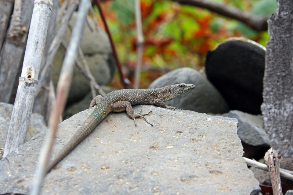 Lizard madeira nature