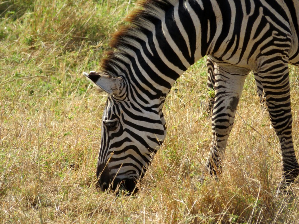 Animals nature zebra