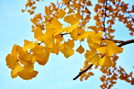 Branch autumn autumn colours photo