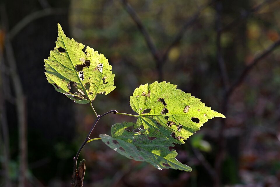 Autumn withered leaves sprig