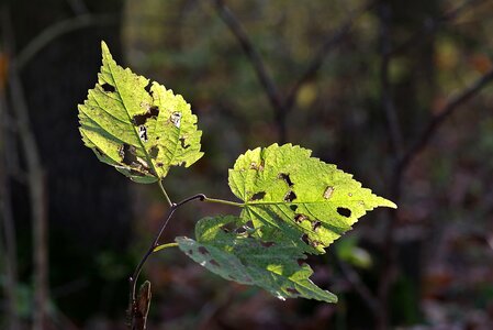 Autumn withered leaves sprig photo