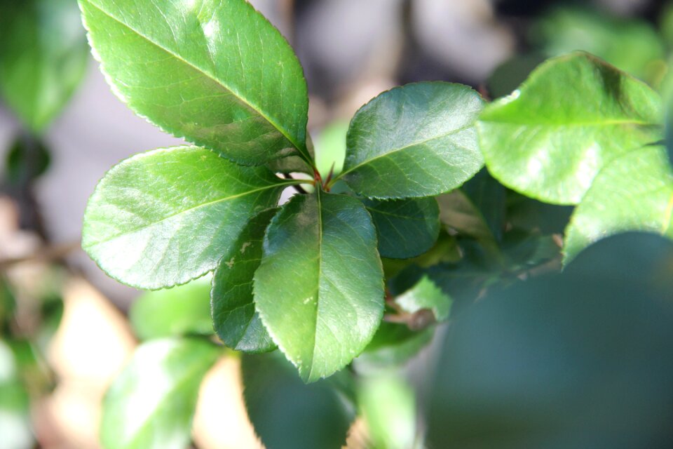 Growth freshness tree