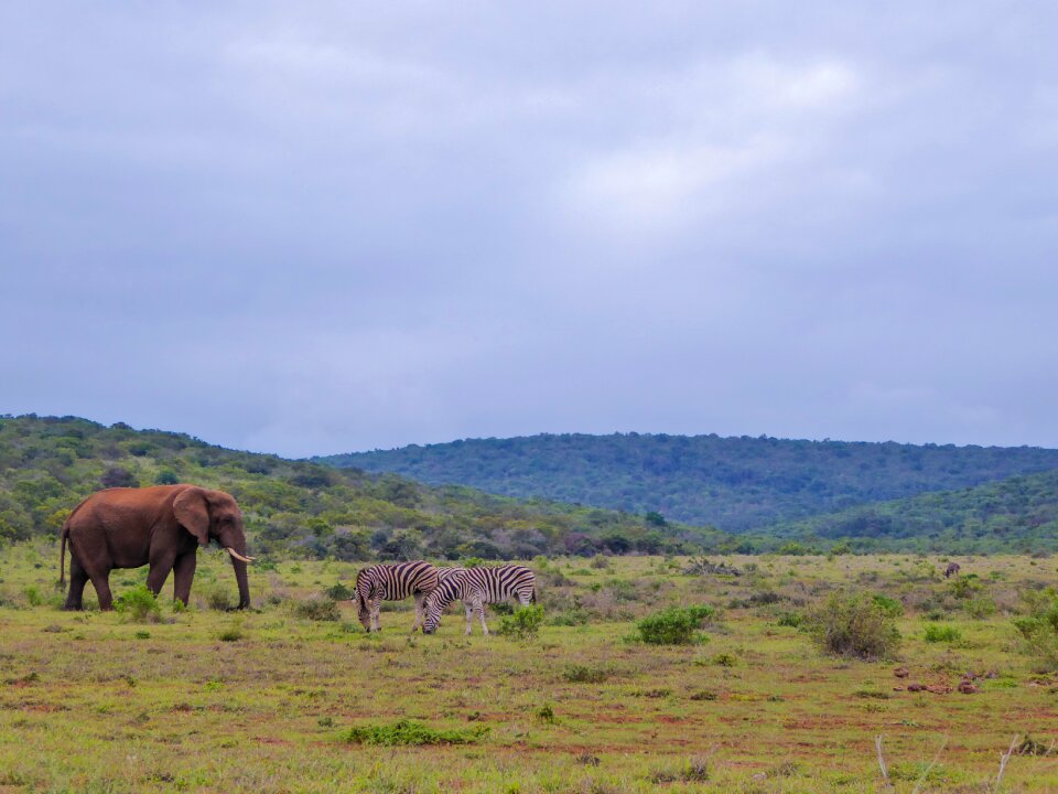 Animals animal world south africa