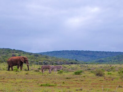 Animals animal world south africa
