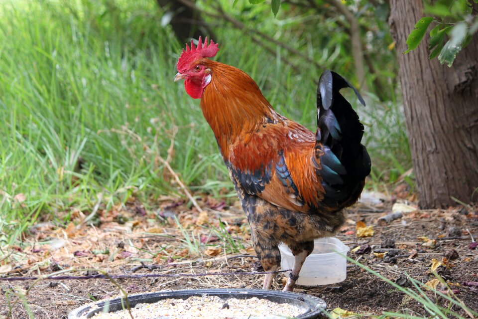 Brown domestic chicken