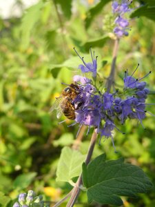 Insect macro nature