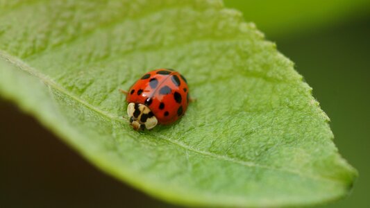 Nature leaf ladybug