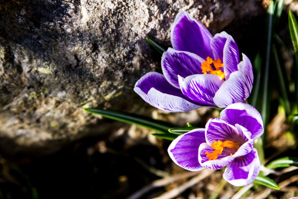 Crocus blossom bloom