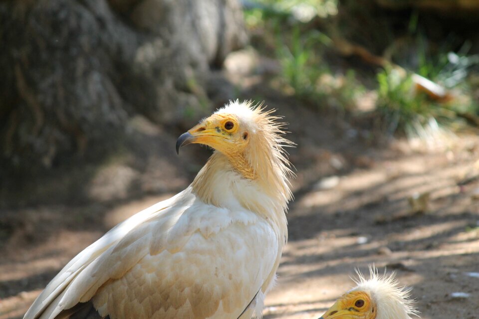 Feather animal beak