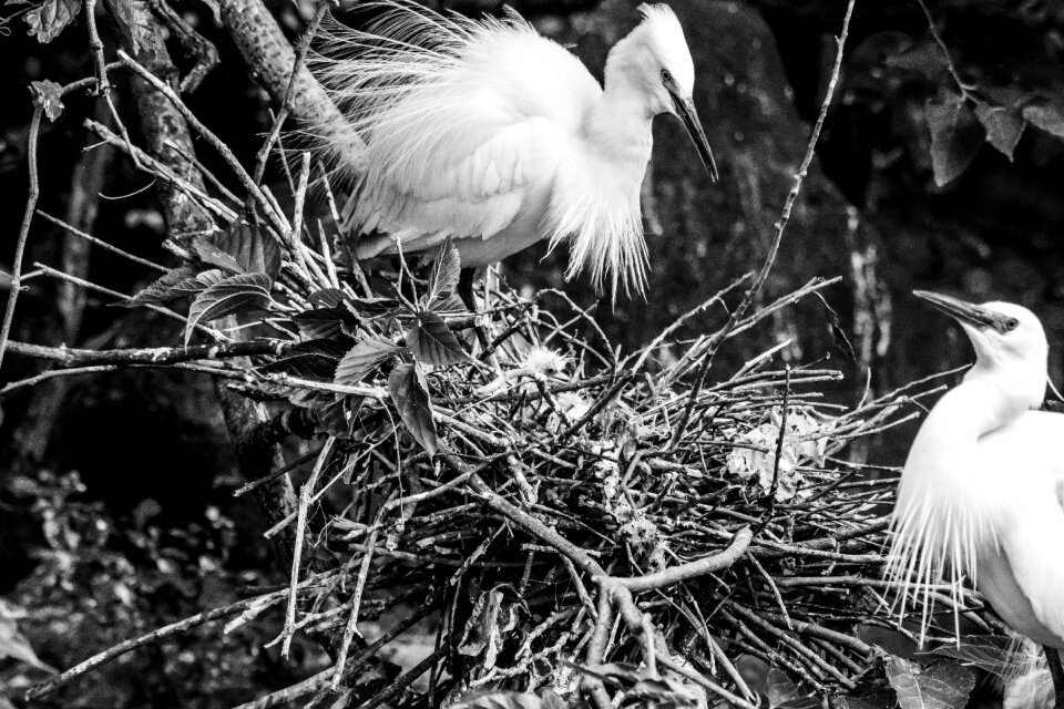 Nature animal egret