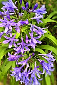 Container plant garden blue flowers photo