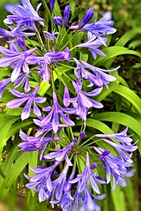 Container plant garden blue flowers