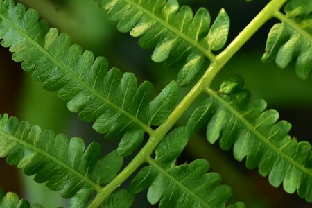Leaf flora nature