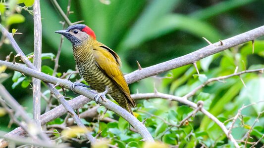 Animal tropical costa rica woodpecker photo