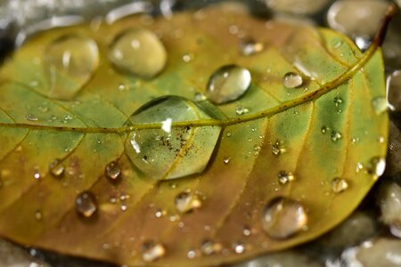 Water leaf droplet