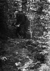 Värmland. Jösse hd. Mangskog sn. Bjurbäcken. Huggning av små granar till gärdesgårdsband, sveg - Nordiska museet - NMA.0079014 photo