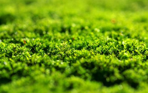 The background forest undergrowth