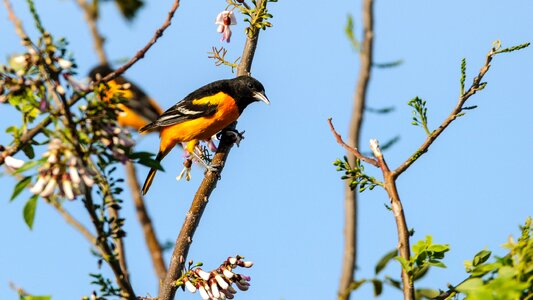 Bird oriole orange photo