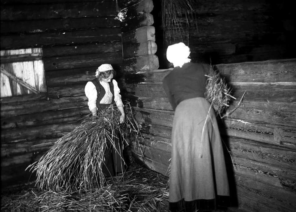 Väggslåning av råg i Bjurbäcken, Mangskogs socken, Jösse härad i Värmland - Nordiska museet - NMA.0076761