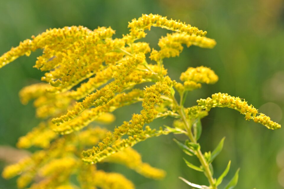 Herb plant small flowers photo