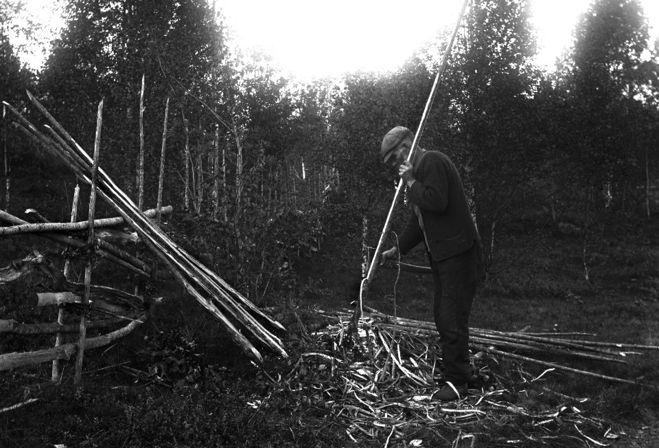 Värmland. Jösse hd. Mangskog sn. Bjurbäcken. Barkning av gärdsgårdsstör - Nordiska museet - NMA.0079015