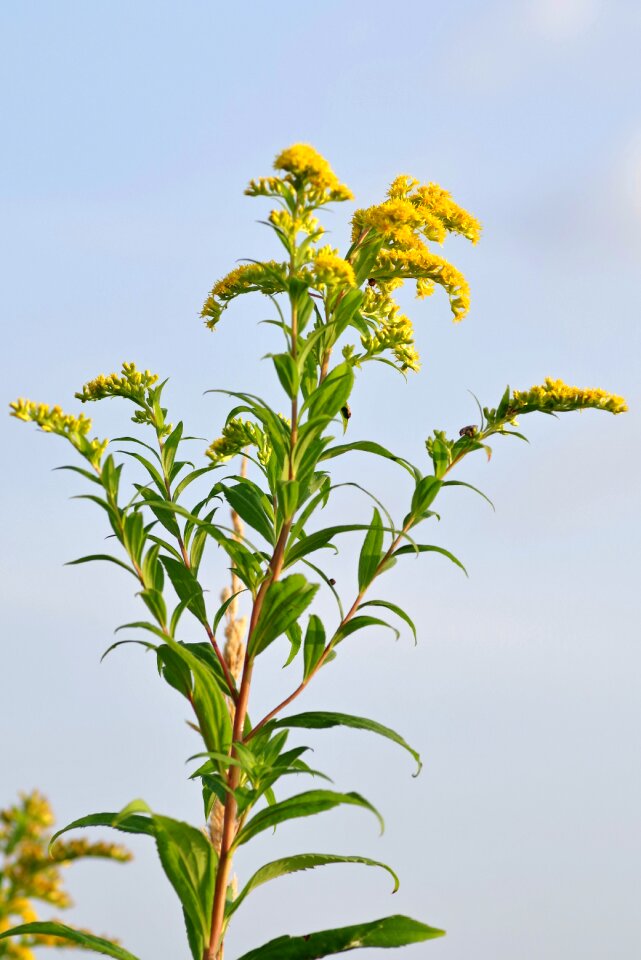 Herb plant small flowers