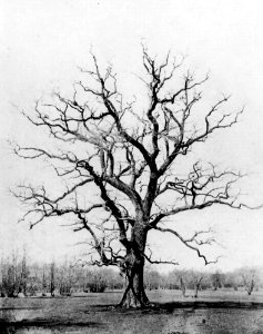 Völkerling, Gerd - Dessauer Eichen (Zeno Fotografie)