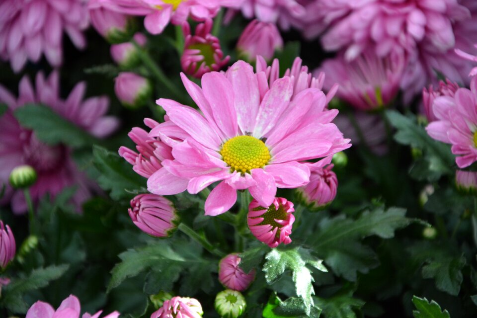Petals nature garden